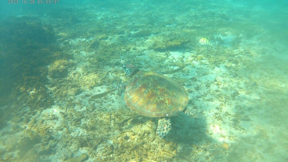 Picture 10 for Activity Snorkeling Trip from Polhena Beach, Matara, Sri Lanka