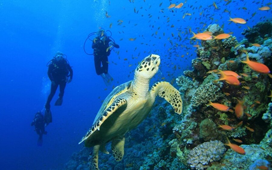 Picture 5 for Activity Snorkeling Trip from Polhena Beach, Matara, Sri Lanka