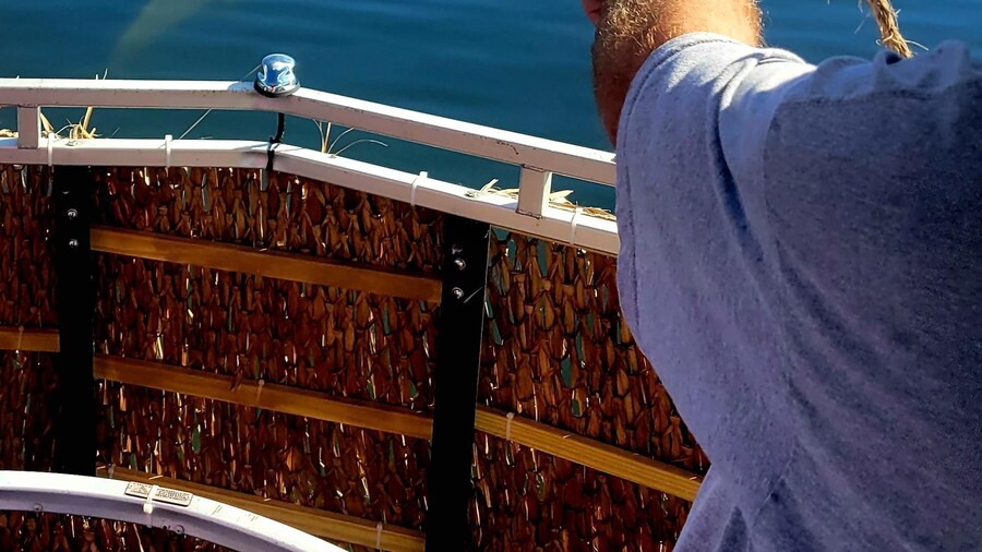 Private 2 hour Dolphin Sightseeing tour- Melbourne
