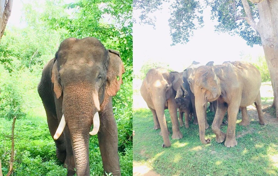 Picture 6 for Activity Kandy to Sigiriya Dambulla & Minneriya Park Safari day tour