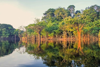 Manaus: Amazon Jungle Half-Day Walking Tour