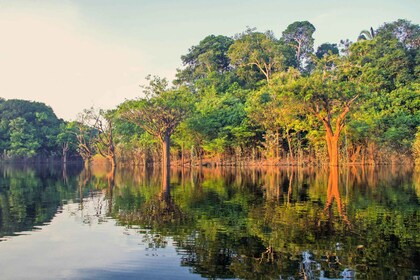 Manaus: Amazon Jungle Half-Day Walking Tour