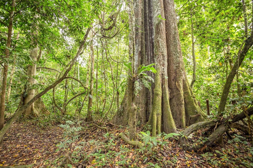 Picture 4 for Activity Manaus: Amazon Jungle Half-Day Walking Tour