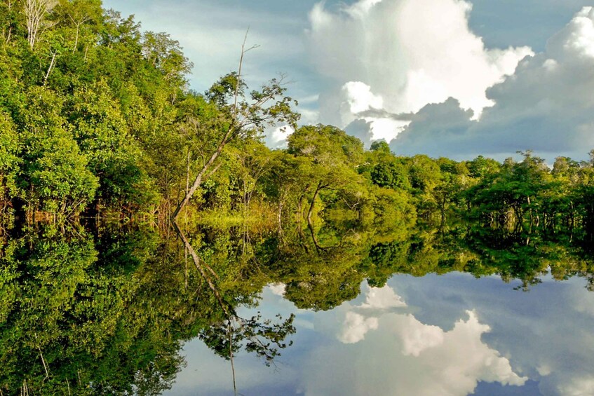 Picture 3 for Activity Manaus: Amazon Jungle Half-Day Walking Tour