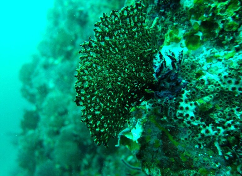 Picture 4 for Activity "Submerge into Adventure: Scuba Diving in Marietas Island