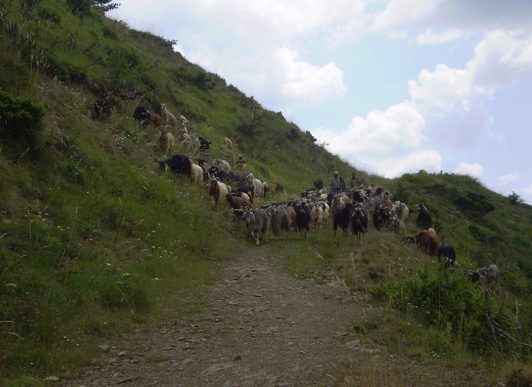 Picture 3 for Activity Vikos Gorge Beloi Viewpoint 3-Hour Hike