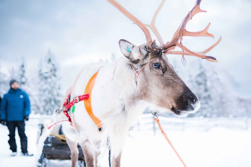 Picture 1 for Activity Rovaniemi: Local Reindeer Farm Visit with Sleigh Ride