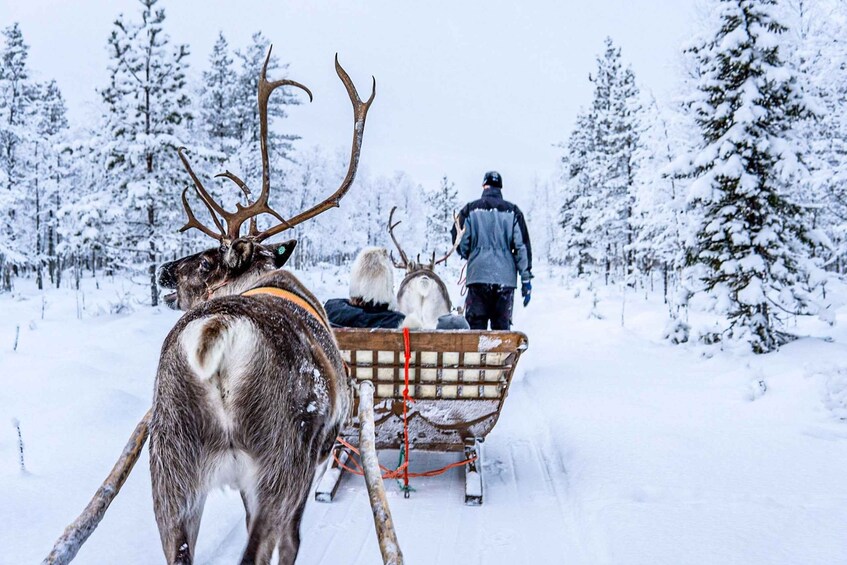 Picture 7 for Activity Rovaniemi: Local Reindeer farm visit with 2 km sleigh ride