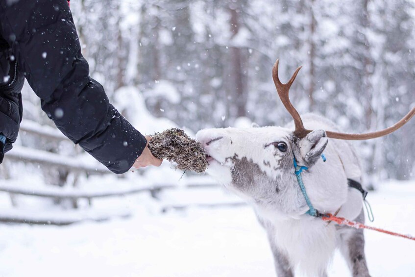 Picture 17 for Activity Rovaniemi: Local Reindeer Farm Visit with Sleigh Ride