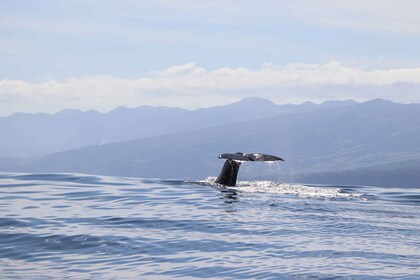 Horta: Whale and Dolphin Watching Expedition