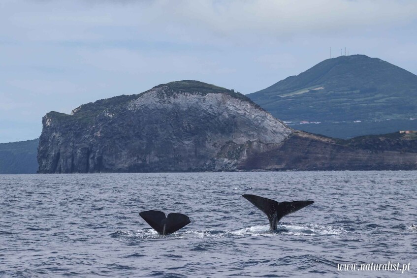 Picture 3 for Activity Horta: Whale and Dolphin Watching Expedition