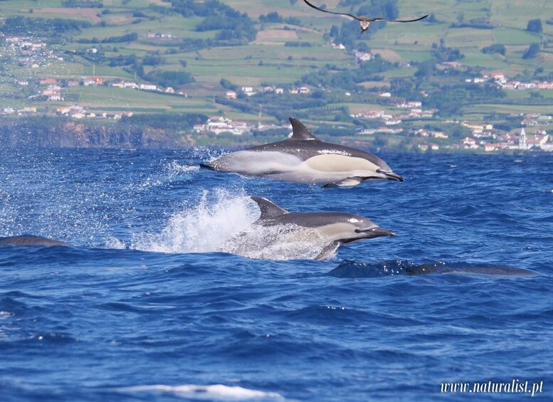 Picture 6 for Activity Horta: Whale and Dolphin Watching Expedition