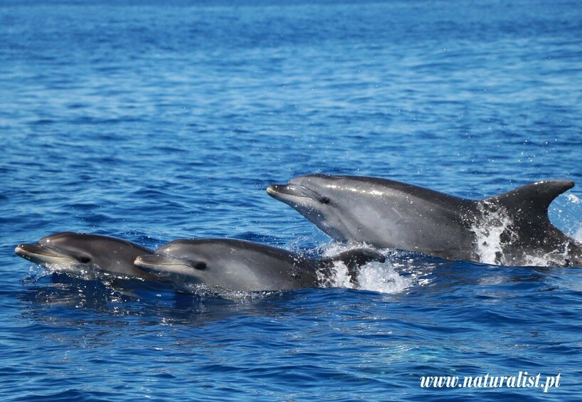 Picture 1 for Activity Horta: Whale and Dolphin Watching Expedition