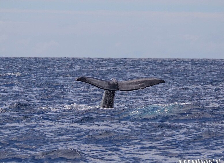 Picture 2 for Activity Horta: Whale and Dolphin Watching Expedition