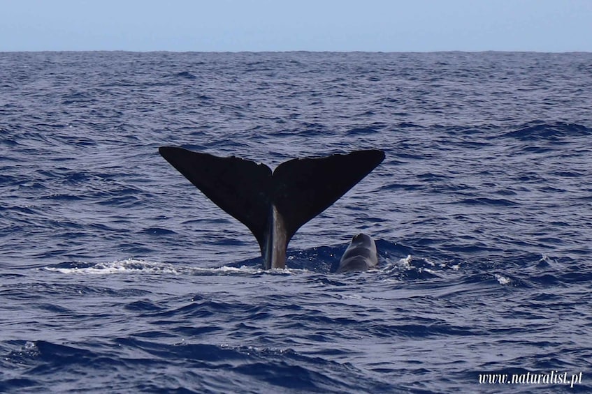 Picture 9 for Activity Horta: Whale and Dolphin Watching Expedition