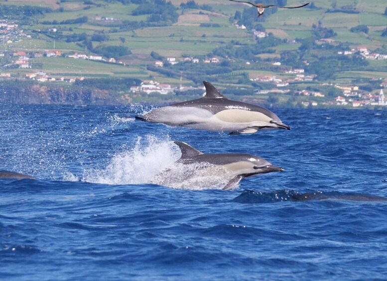 Picture 6 for Activity Horta: Whale and Dolphin Watching Expedition