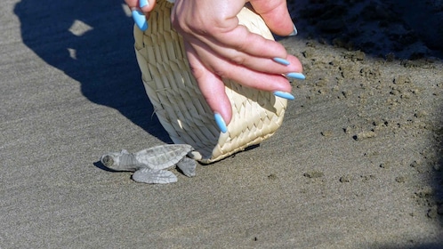 Acapulco: Baby Sea Turtle Release Experience with Pickup