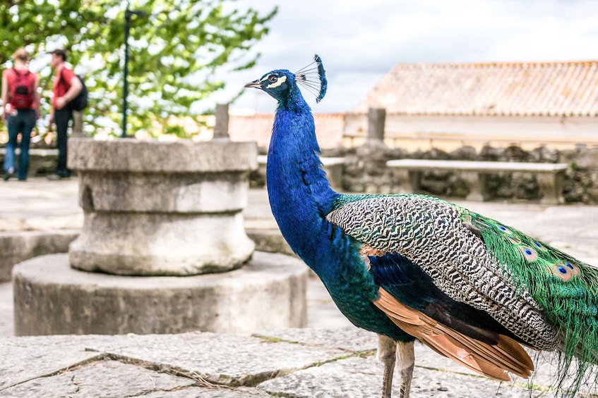 Picture 7 for Activity Lisbon: Sao Jorge Castle Skip-the-Line Ticket with Guide