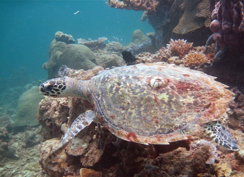 Picture 4 for Activity Borneo Full Day Try Dive (2 Dives) for Beginners