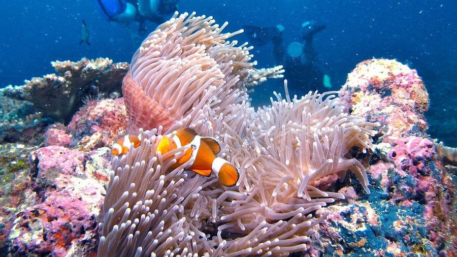 Borneo Full Day Try Dive