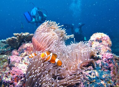 Borneo Full Day Try Dive (2 Dives) for Beginners