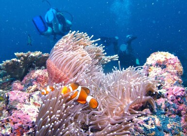 Borneo Full Day Try Dive (2 Dives) for Beginners