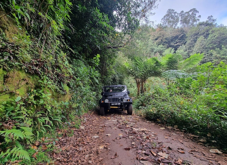 Picture 13 for Activity Madeira : Santana, Pico Arieiro, walk full day 4x4 Jeep tour