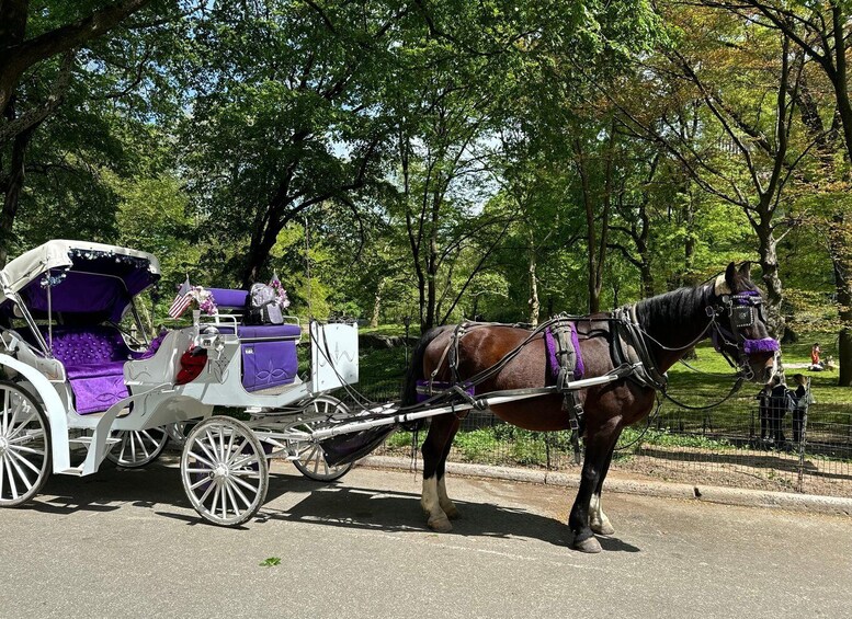 Picture 5 for Activity NYC: Private Central Park Horse Carriage Ride with Guide