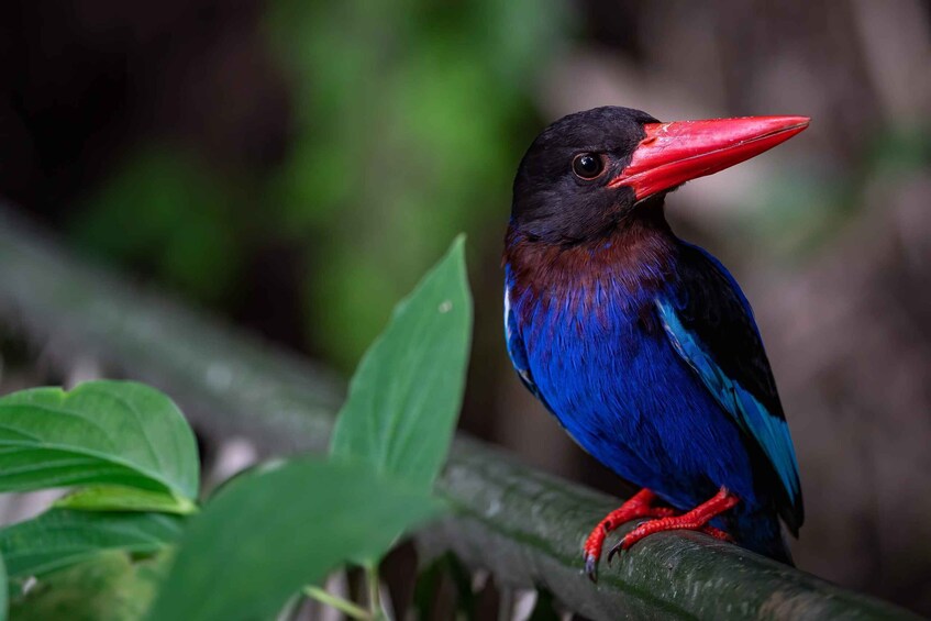 Picture 2 for Activity Birdwatching around Yogyakarta