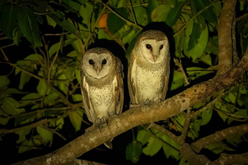 Picture 5 for Activity Birdwatching around Yogyakarta