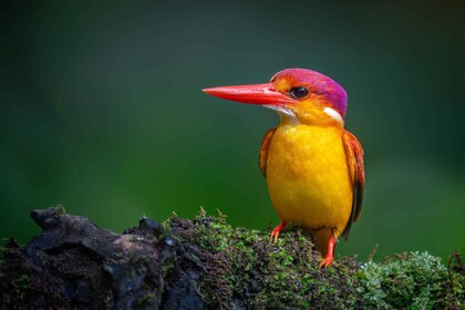 Bird Photography Tour Around Yogyakarta