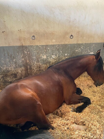 Picture 13 for Activity Lisbon: Morning of Equestrian Art with Lusitano Horses