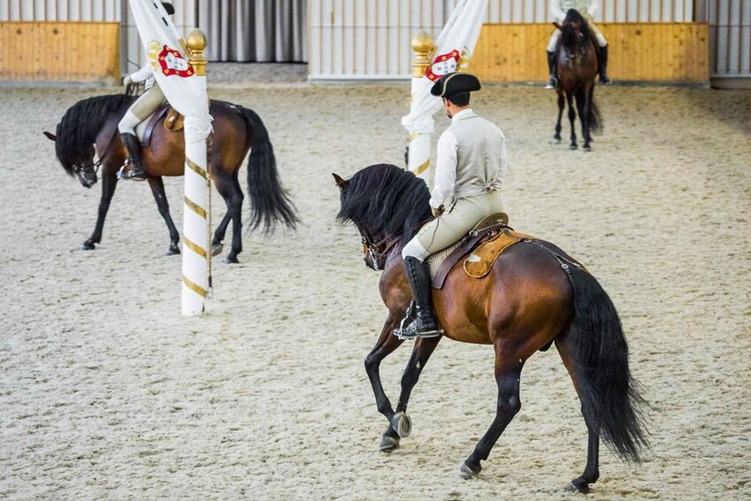 Picture 2 for Activity Lisbon: Morning of Equestrian Art with Lusitano Horses