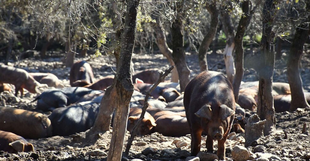 Picture 4 for Activity La Rioja: Jamon Iberico Farm Tour and Tasting with Wine