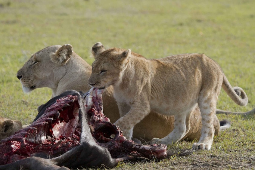 Picture 2 for Activity 2 Days 1 Night Tarangire & Ngorongoro Crater