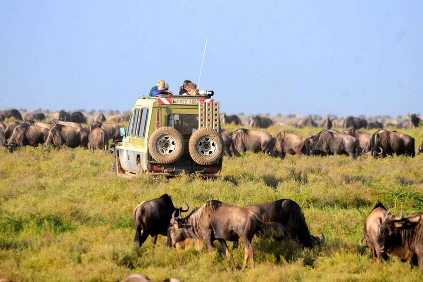 Picture 7 for Activity 2 Days 1 Night Tarangire & Ngorongoro Crater