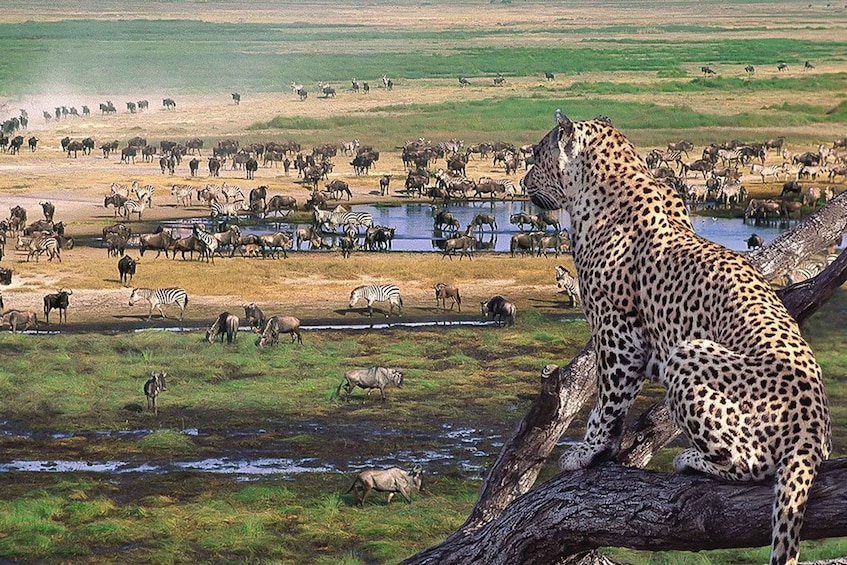 Picture 4 for Activity 2 Days 1 Night Tarangire & Ngorongoro Crater