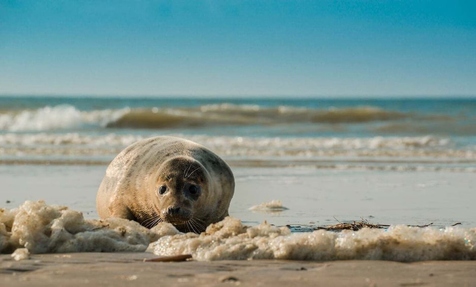 Picture 4 for Activity Pieterburen: Seal Rehabilitation and Research Centre Ticket