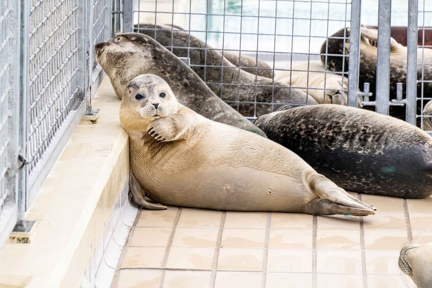 Picture 3 for Activity Pieterburen: Seal Rehabilitation and Research Centre Ticket