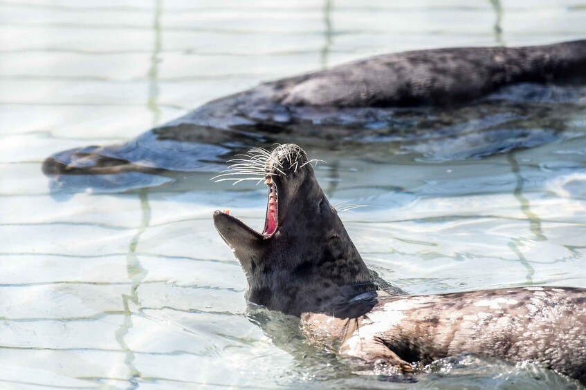 Picture 6 for Activity Pieterburen: Seal Rehabilitation and Research Centre Ticket