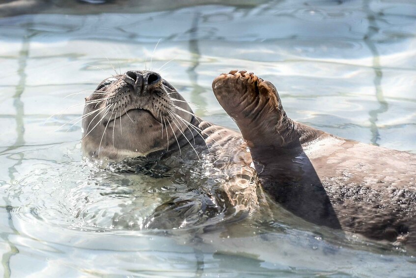 Pieterburen: Seal Rehabilitation and Research Centre Ticket