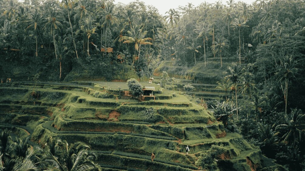 Picture 7 for Activity Bali: Ubud Rice Terraces, Monkey Forest & Waterfall Tour