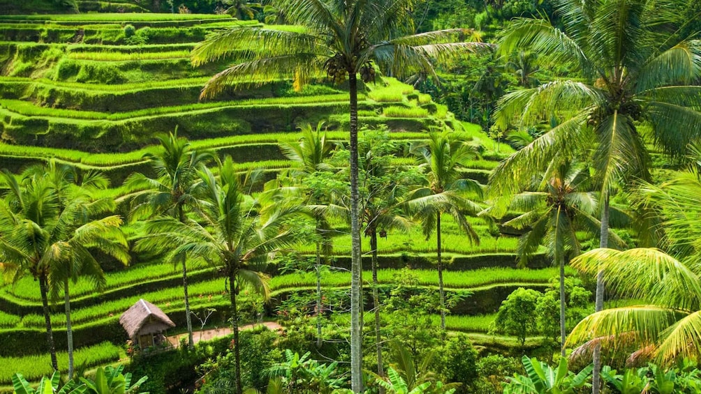 Picture 6 for Activity Bali: Ubud Rice Terraces, Monkey Forest & Waterfall Tour