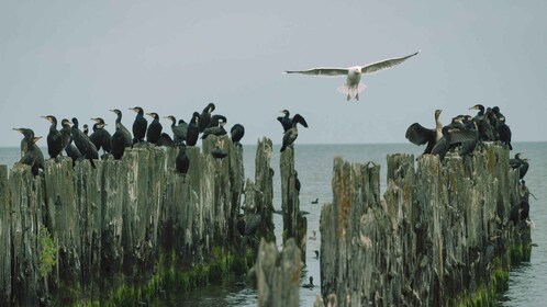 Baltic Sea Coast and the Jūrmala Seaside Resort (1 Day)