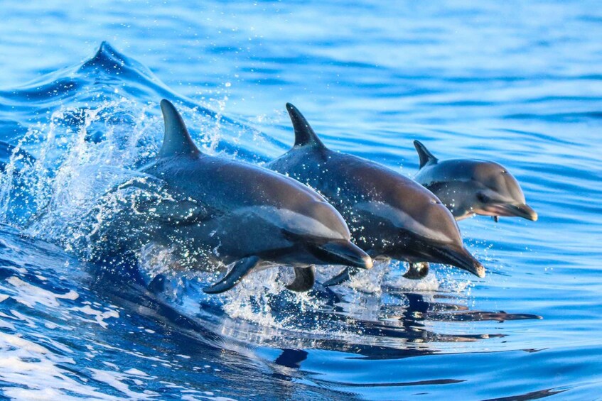 Costa Rica: Dolphin Watching & Snorkelling Experience