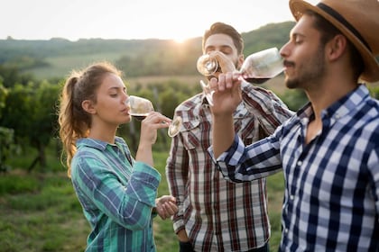 Fribourg : Veni, vidi, vino - randonnée et dégustation de vins