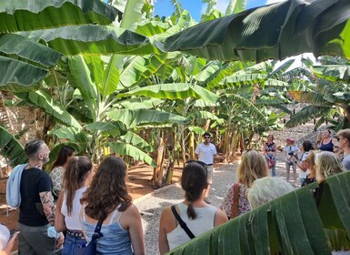 Las Palmas: Geführte Tour und Verkostung in der Bananenwelt