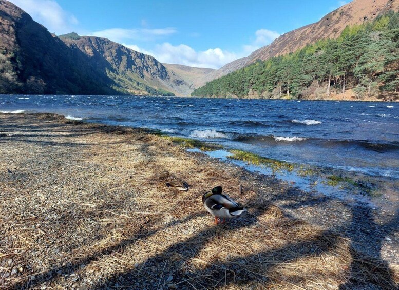 Picture 2 for Activity From Dublin: Glendalough and Wicklow Mountains Private Tour