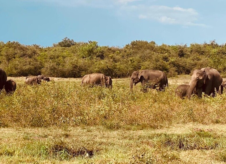 Picture 6 for Activity From Negombo: All inclusive Minneriya National Park Safari