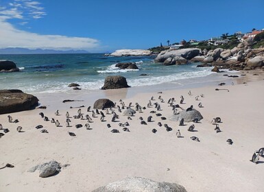 Tour privado de medio día con pingüinos